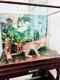  Discover the Wonders of the Natural History Museum in Downtown Kuching