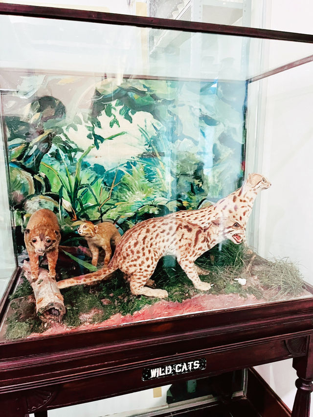  Discover the Wonders of the Natural History Museum in Downtown Kuching