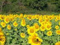 ทุ่งทานตะวันเขาจีนแล ลพบุรี – สีสันแห่งฤดูหนาว