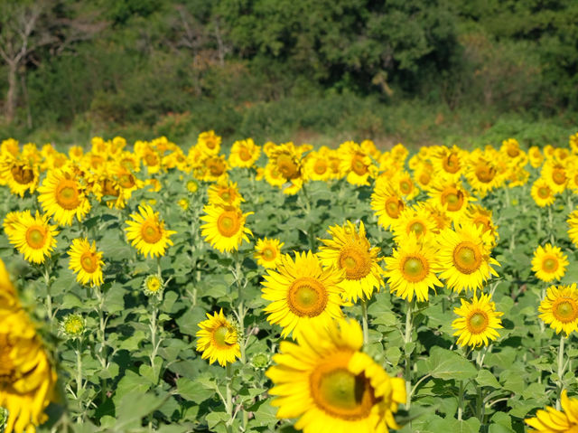 ทุ่งทานตะวันเขาจีนแล ลพบุรี – สีสันแห่งฤดูหนาว