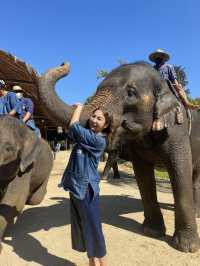 A Day with Elephants in Lampang