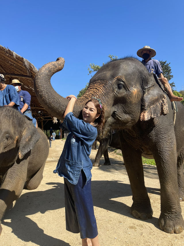 A Day with Elephants in Lampang
