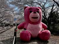 Spring’s Cherry Blossom Fantasy