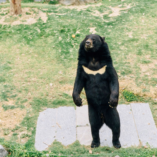 ~歡樂端午節~ 清遠寶龍野生動物園