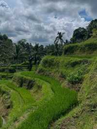 Ubud: Bali’s Soulful Heartbeat of Nature and Culture