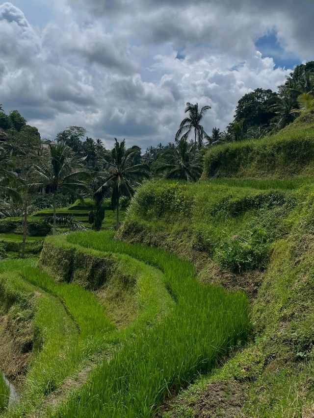 Ubud: Bali’s Soulful Heartbeat of Nature and Culture