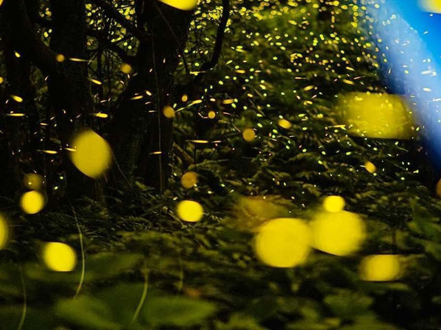 A special place to catch fireflies in Jeju