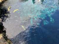 Hoshino Hakkai: A Hidden Paradise of Crystal Waters and Fuji Views