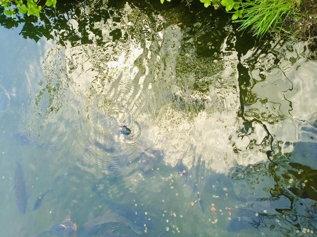Serenity by the Spring: Strolling Through Oshino Hakkai