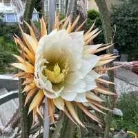 Step into a Living Museum: Basel’s Historic Botanical Garden in Summer
