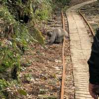 Yakushima Forest Trails (屋久島) – Kagoshima