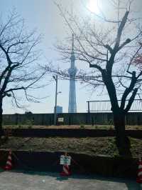 เดินเล่นริมน้ำ Sumida