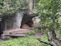 A Great Day at Shanghai Zoo
