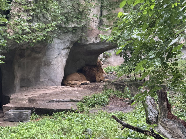 A Great Day at Shanghai Zoo