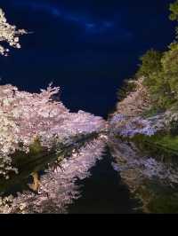 🎯【青森・弘前城】日本一美しい桜とお城のコントラストに感動