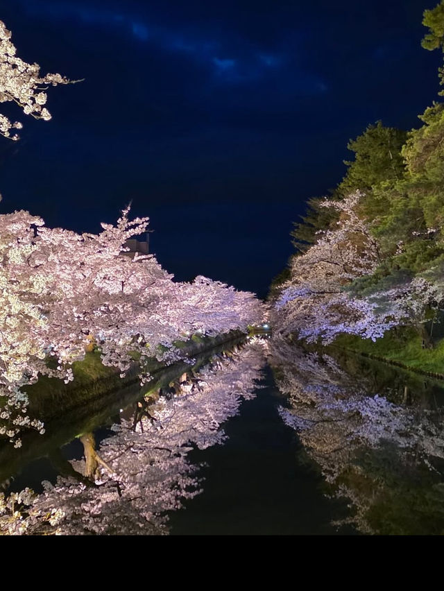 🎯【青森・弘前城】日本一美しい桜とお城のコントラストに感動