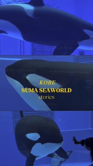 Kobe Suma seaworld