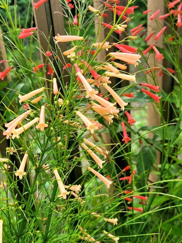 Fields of blooms at Cloud Pagoda, Chinese Garden