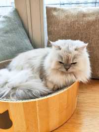 Harajuku Cat cafe that boosts your mood!