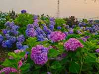 As sunset approaches, the hydrangeas blossomed in glarrung colors