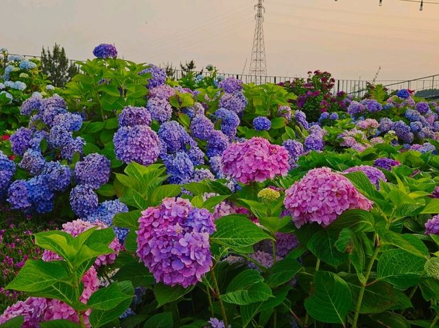 As sunset approaches, the hydrangeas blossomed in glarrung colors