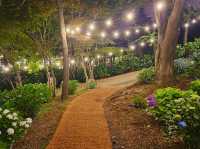 Dawn approaches with full bloom of hydrangeas
