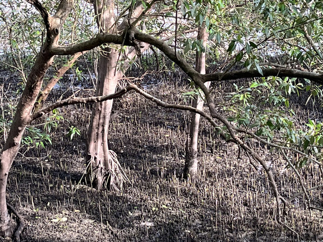 🌿 Morning Escape to Nature at Sungei Buloh Wetland Reserve 🐊🦅🌞