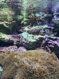 [이케부쿠로 선샤인 수족관] 여름 더위 피해서 피서 아쿠아리움🐠