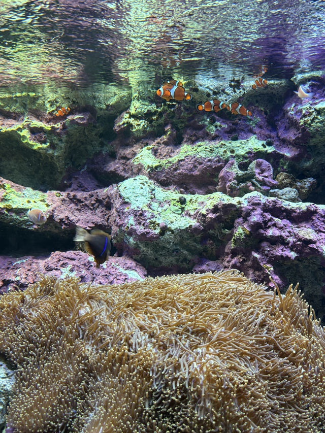 [이케부쿠로 선샤인 수족관] 여름 더위 피해서 피서 아쿠아리움🐠