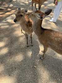 Serenity and History at Todaiji Temple 