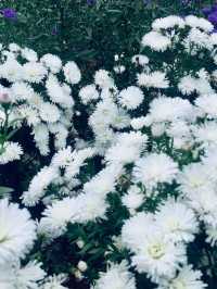 ไร่คุณอารียา (Ariya Flower Farm)
