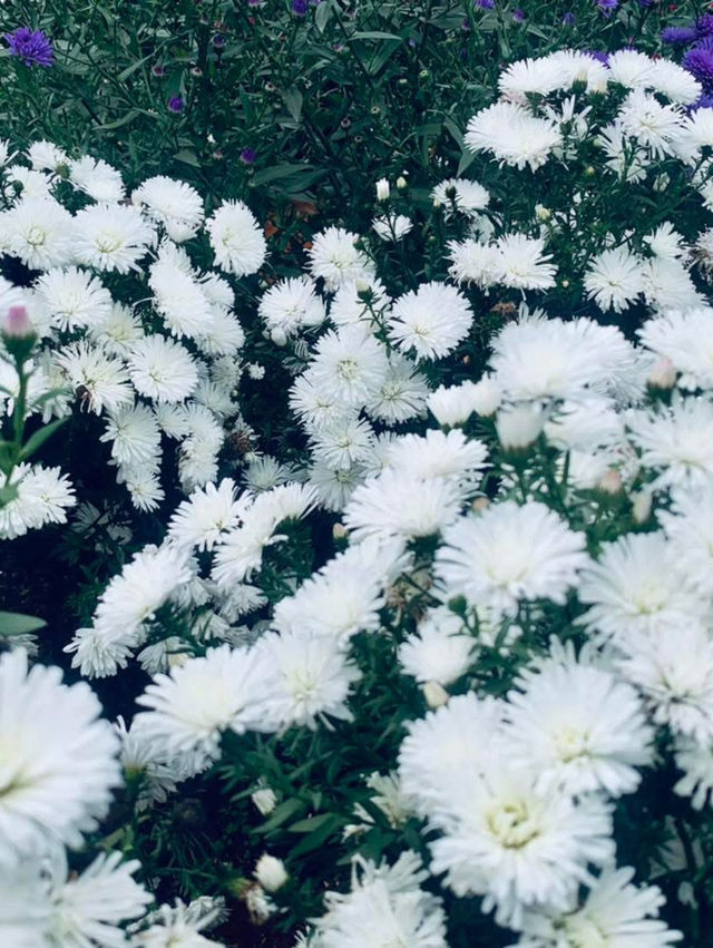 ไร่คุณอารียา (Ariya Flower Farm)