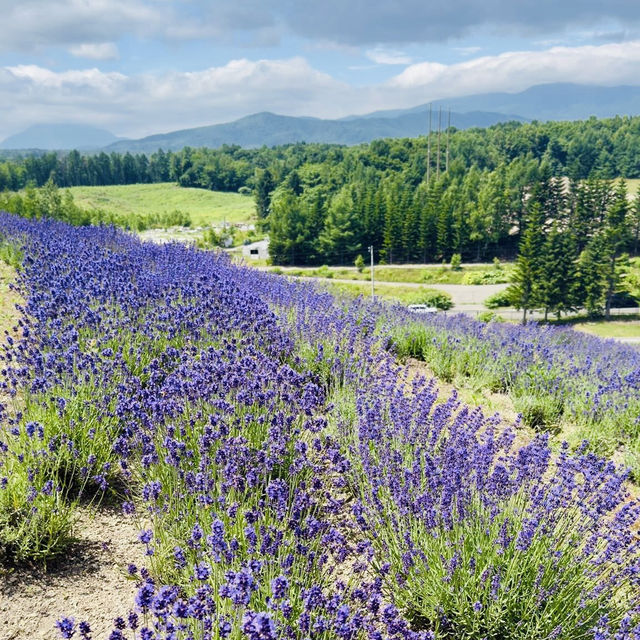 🌿 Solo Travel Escape: Lavender & Moai at Makomanai Takino Cemetery, Sapporo!
