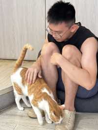 在高雄，遇見一間會「喵」的港味回憶 ——《貓之家俱樂部 Cat’s Home Club》