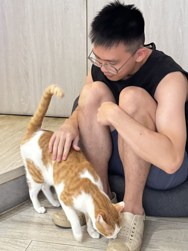 在高雄，遇見一間會「喵」的港味回憶 ——《貓之家俱樂部 Cat’s Home Club》