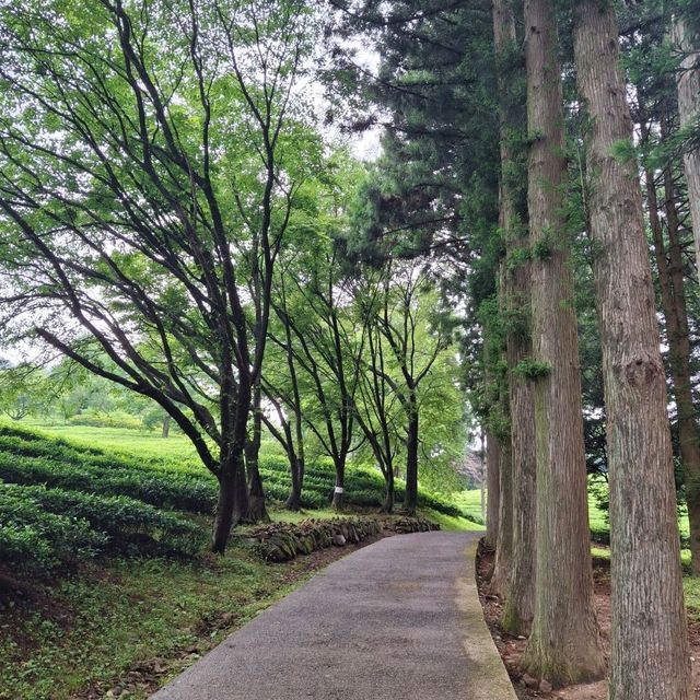 싱그러운 보성 녹차밭