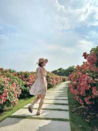 深圳免費任拍粉紅大花海🌸