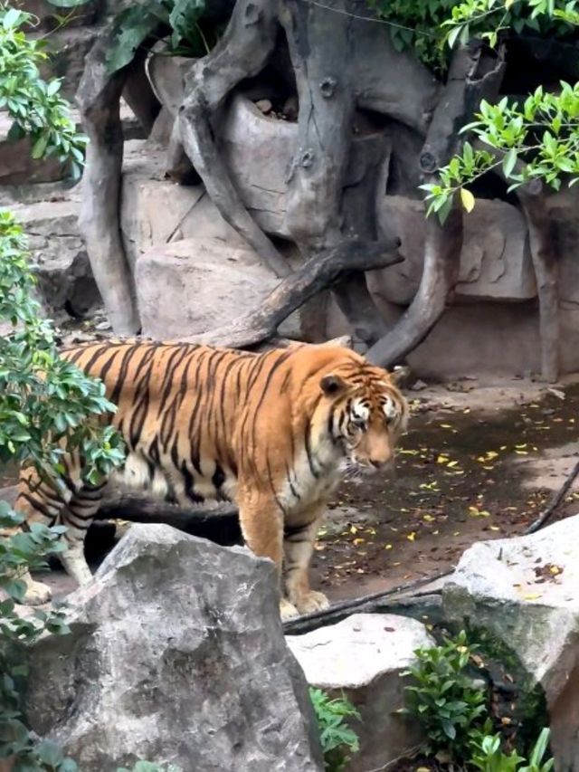 【順德攻略】2大1 小看長鹿🦒看老虎🐯