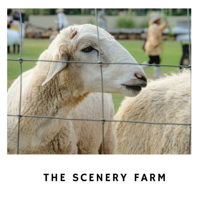 🐑 The Scenery Vintage Farm ฟาร์มในฝันกลางหุบเขา