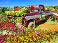 Sunflower Maze – A Blooming Wonder in Tayug, Pangasinan