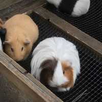 【埼玉/大宮🇯🇵】本当に無料でいいんですか…？！大宮公園小動物園