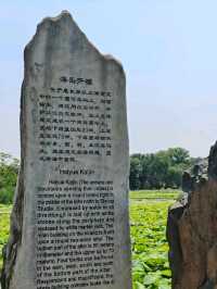 Summer Serenity at Yuanmingyuan: A Lotus Paradise