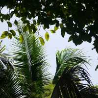 คาเฟ่เปิดใหม่ระยอง น่ารักเกิ๊นนน 🌴🪿