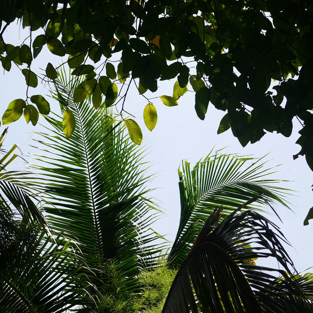คาเฟ่เปิดใหม่ระยอง น่ารักเกิ๊นนน 🌴🪿 คาเฟ่เปิดใหม่ระยอง น่ารักเกิ๊นนน 🌴🪿