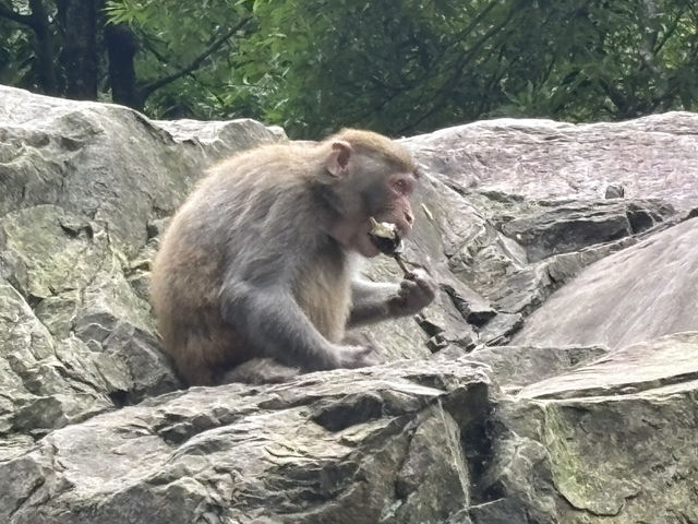 張家界森林公園　4日間まるまる観光