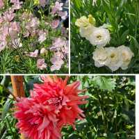 花と緑に包まれる、愛媛県花き総合指導センター🌸🌿