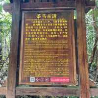 【中国 雲南省】🌿 プーアール 茶馬古道景区