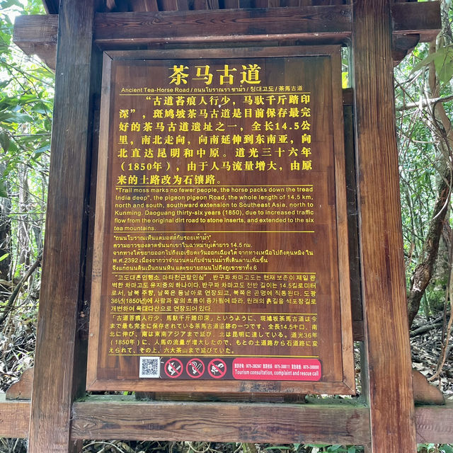 【中国 雲南省】🌿 プーアール 茶馬古道景区