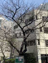 🇯🇵 โตเกียวแบบฮาๆ ของคนที่มาก่อนซากุระบานเต็มต้น