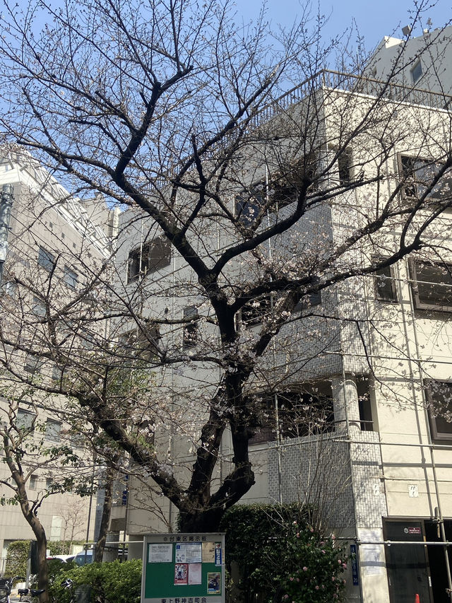 🇯🇵 โตเกียวแบบฮาๆ ของคนที่มาก่อนซากุระบานเต็มต้น